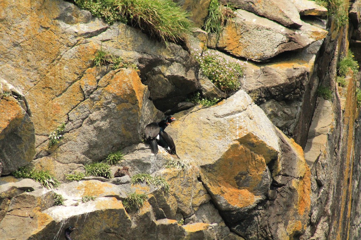 Red-faced Cormorant - ML596209591