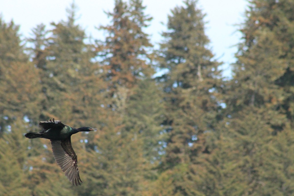 Pelagic Cormorant - ML596209621