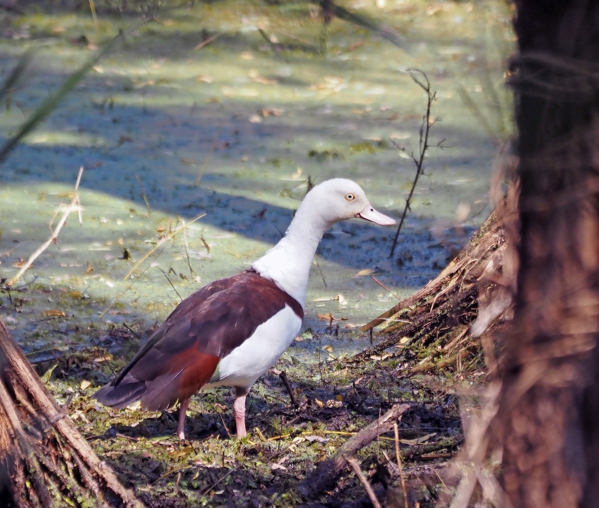 Radjah Shelduck - ML596210011