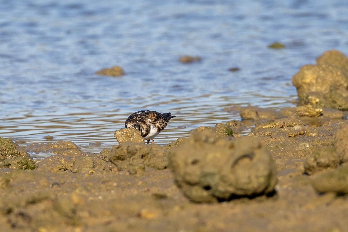 Ruddy Turnstone - ML596210061