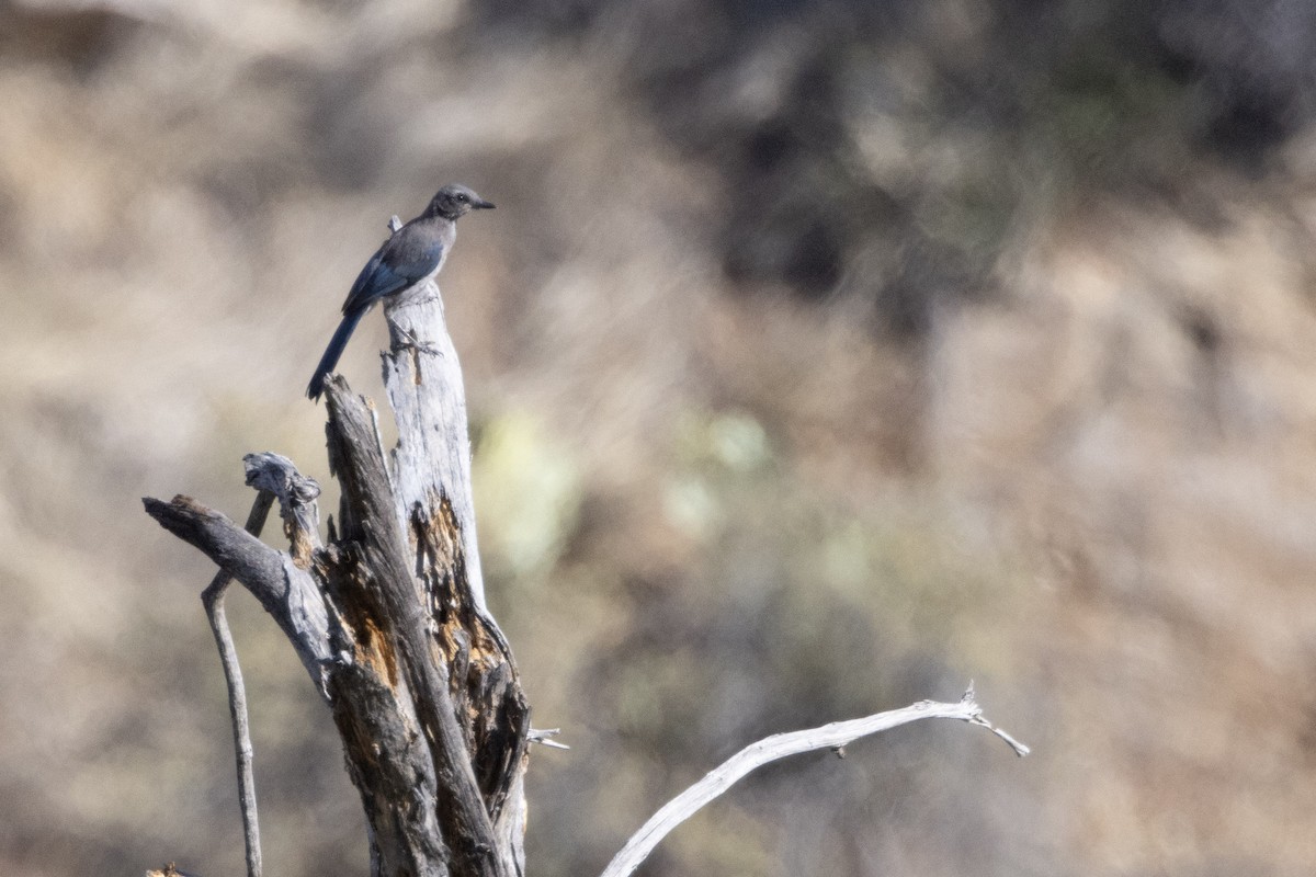 Woodhouse's Scrub-Jay (Woodhouse's) - ML596210481