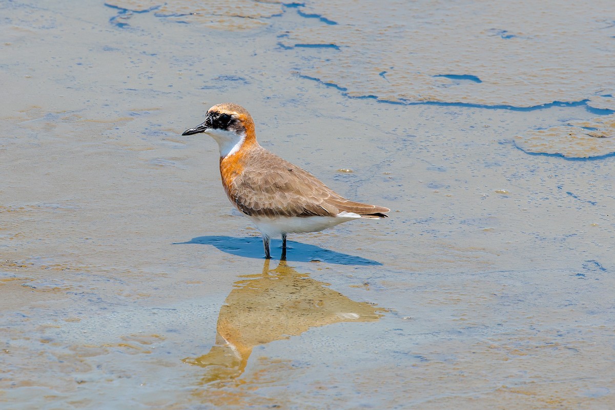 Greater Sand-Plover - ML596210651