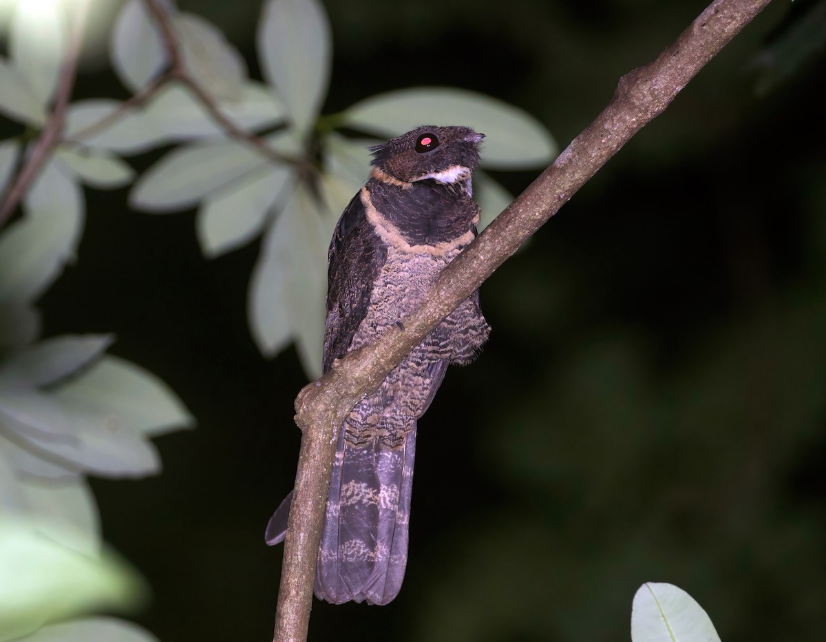 Great Eared-Nightjar - ML596210671