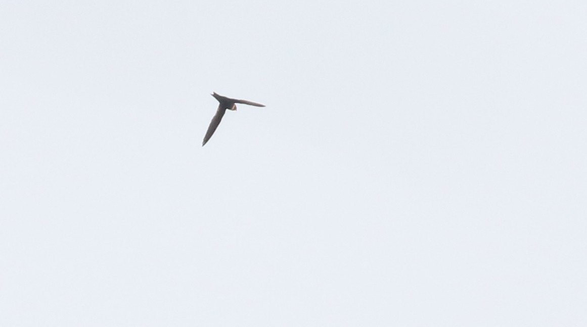 White-collared Swift - Michael Woodruff