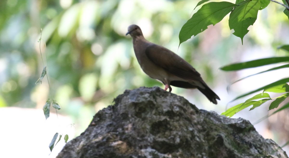 White-tipped Dove - ML596211661