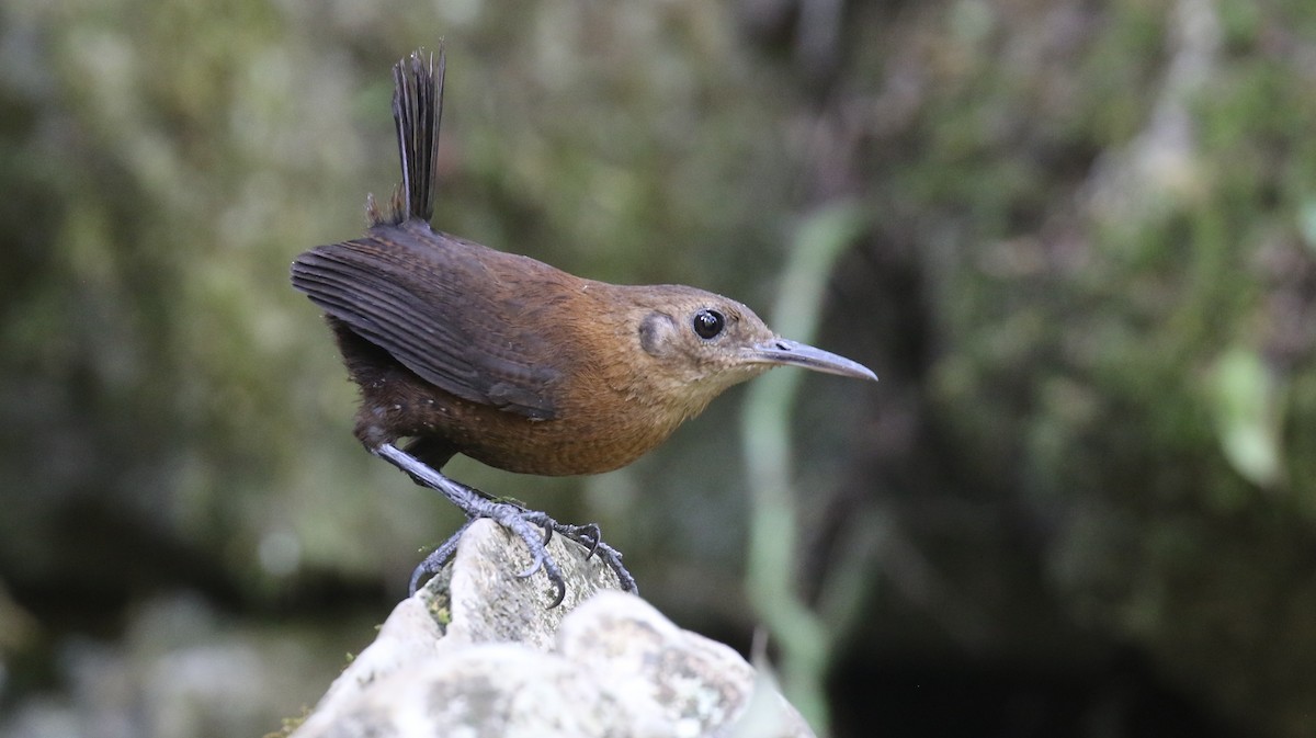 Sumichrast's Wren - ML596211801