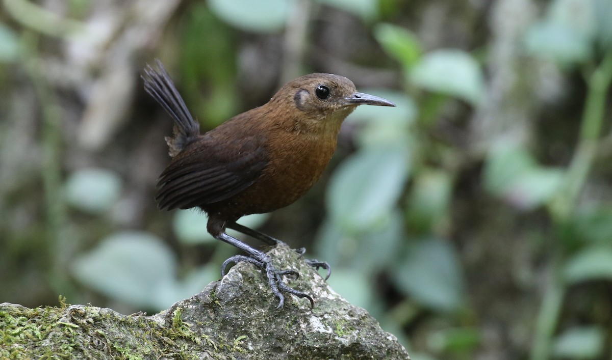 Sumichrast's Wren - ML596211811