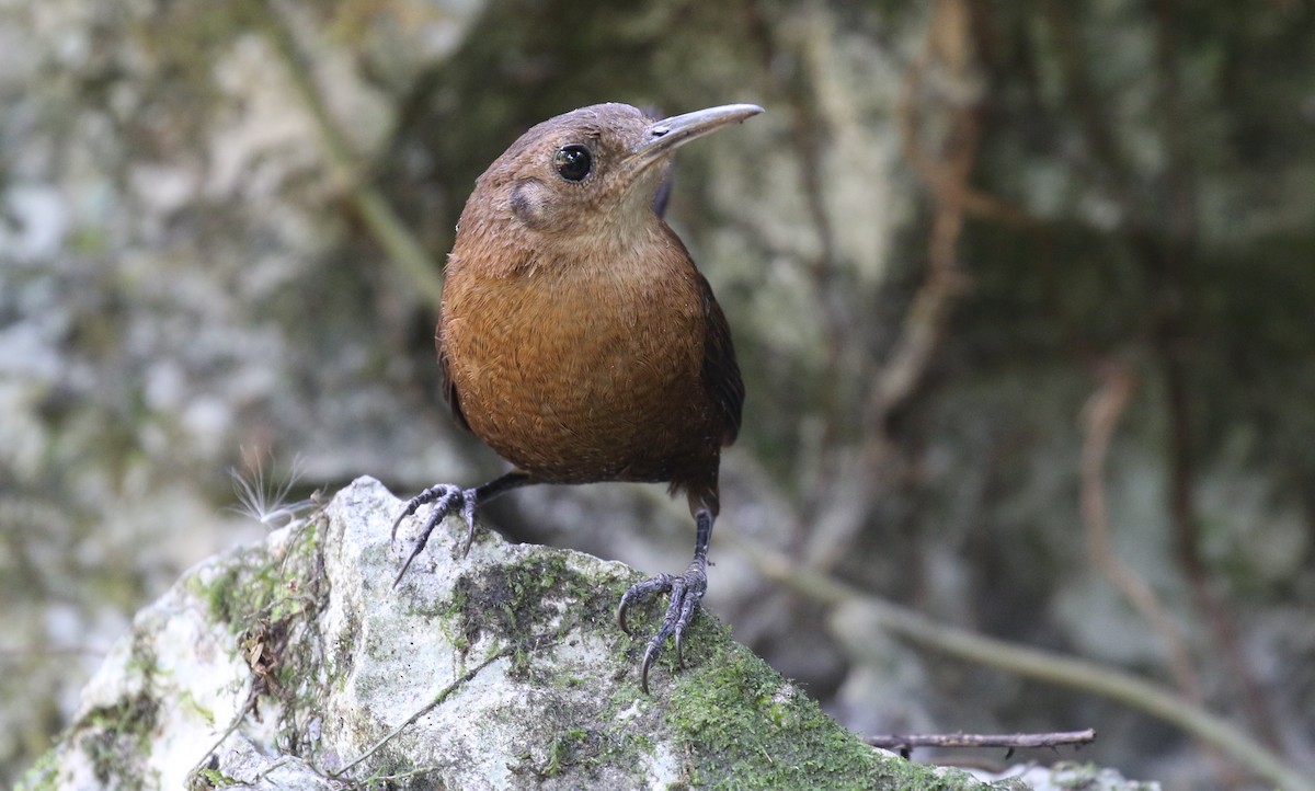 Sumichrast's Wren - ML596211821