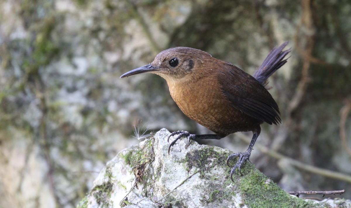 Sumichrast's Wren - ML596211831