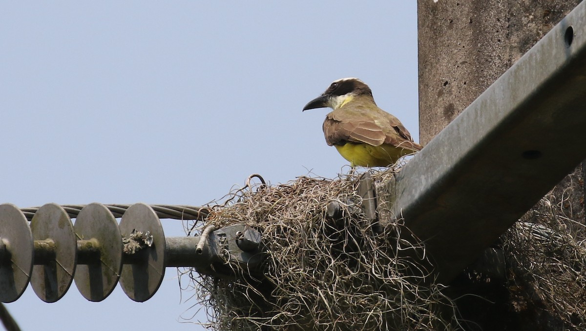 Boat-billed Flycatcher - Michael Woodruff