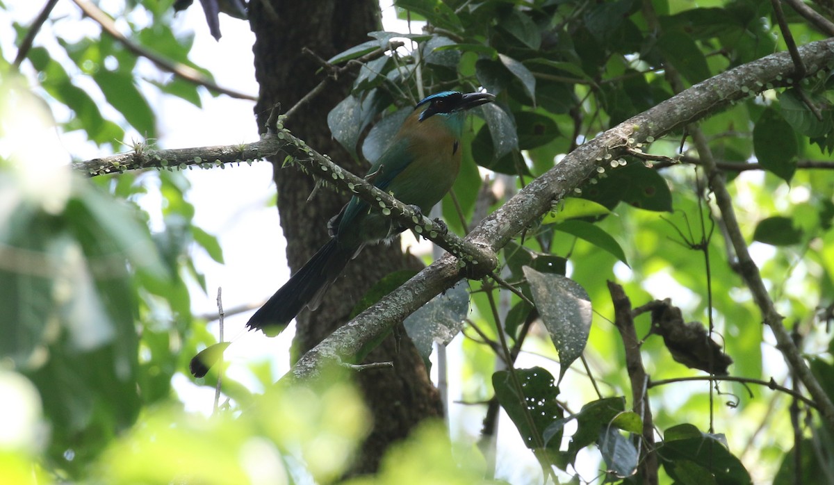 Lesson's Motmot - Michael Woodruff