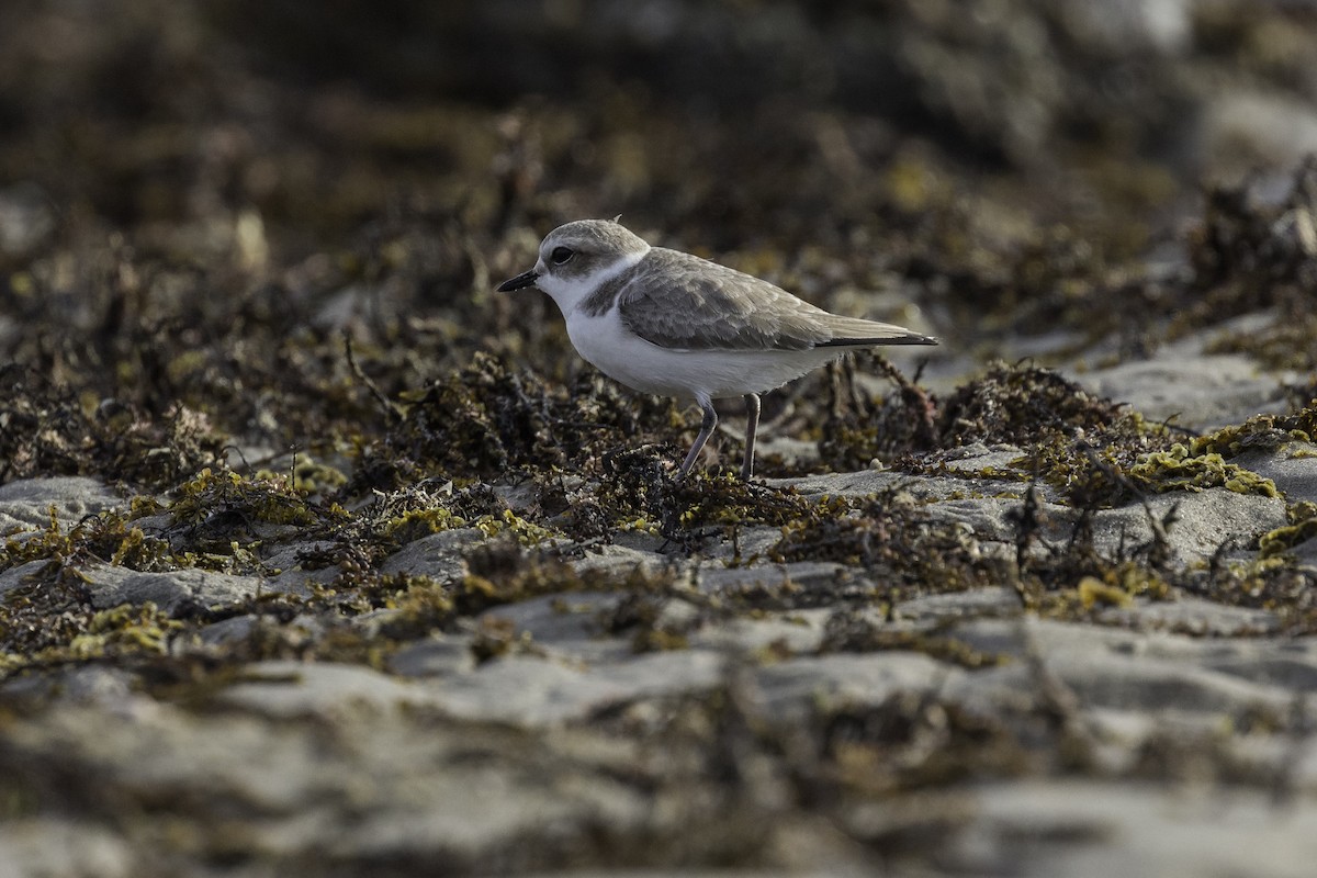 Snowy Plover - Anthony Gliozzo