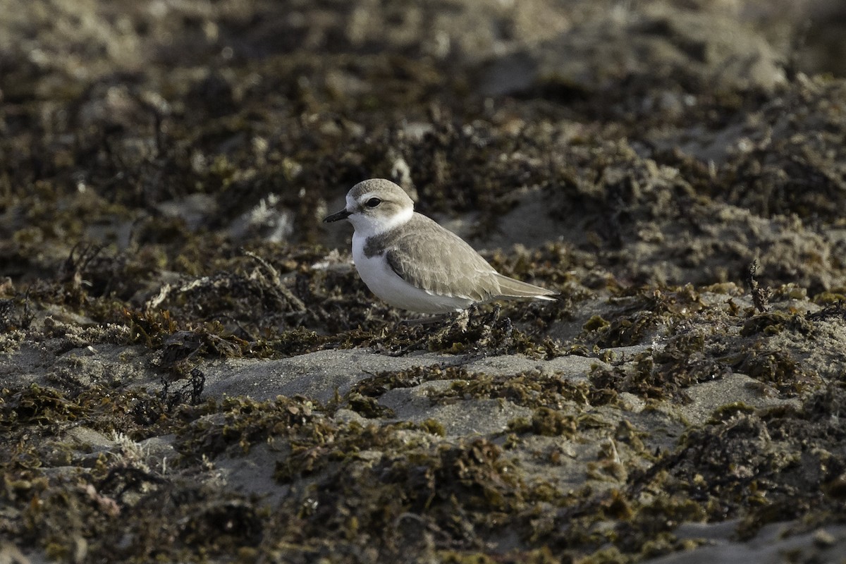 Snowy Plover - ML596213801