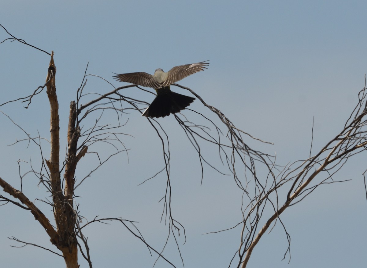 Western Kingbird - ML596216251