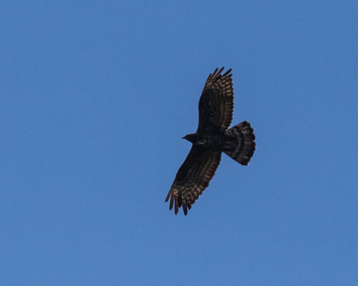 Oriental Honey-buzzard - John le Rond