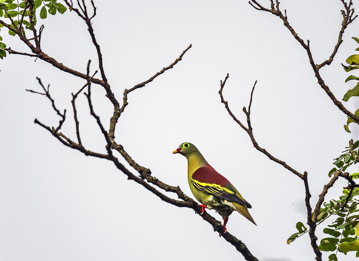 Thick-billed Green-Pigeon - Kushankur Bhattacharyya