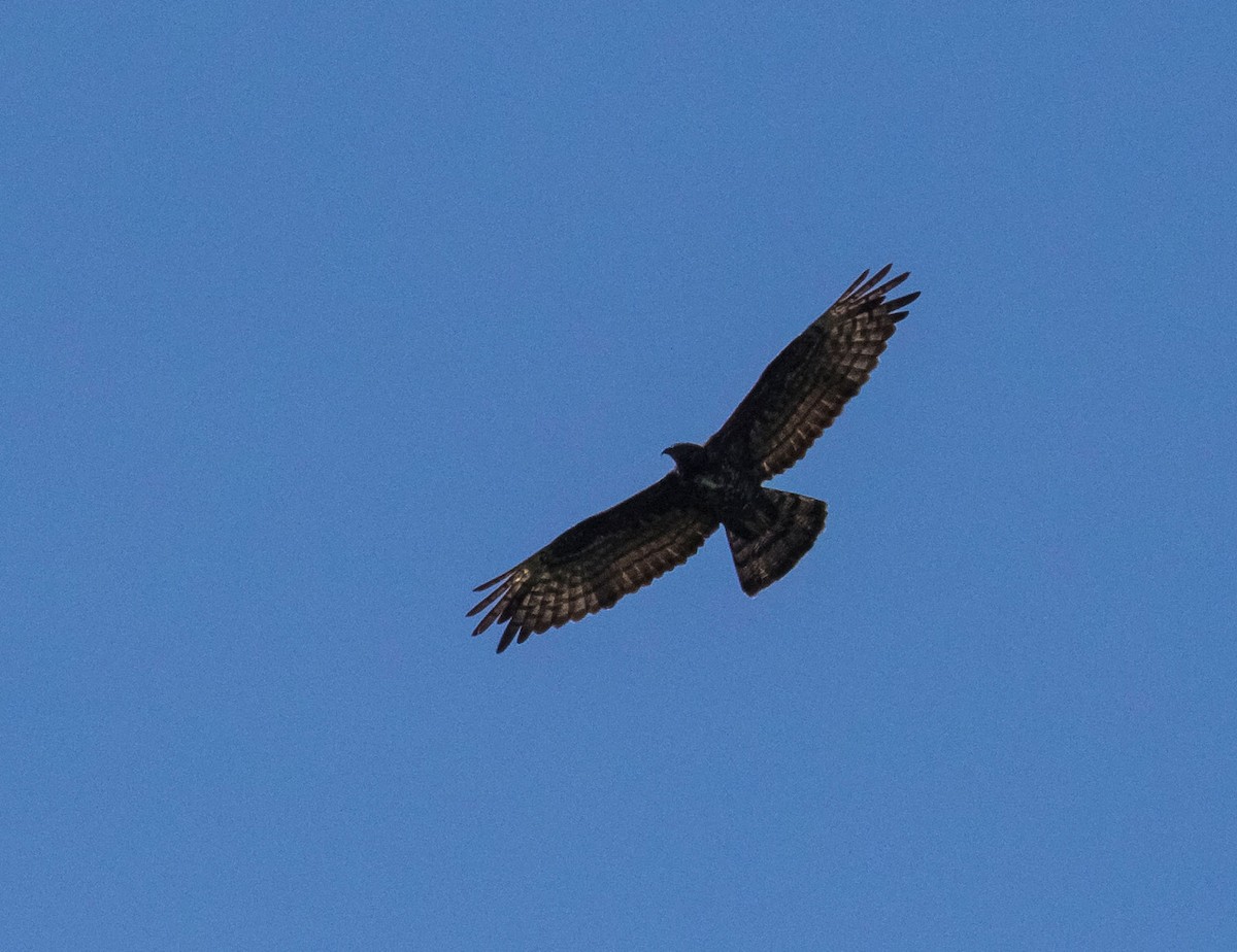 Oriental Honey-buzzard - ML596216961