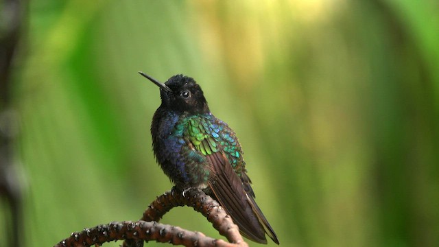 kolibřík hyacintový - ML596217291