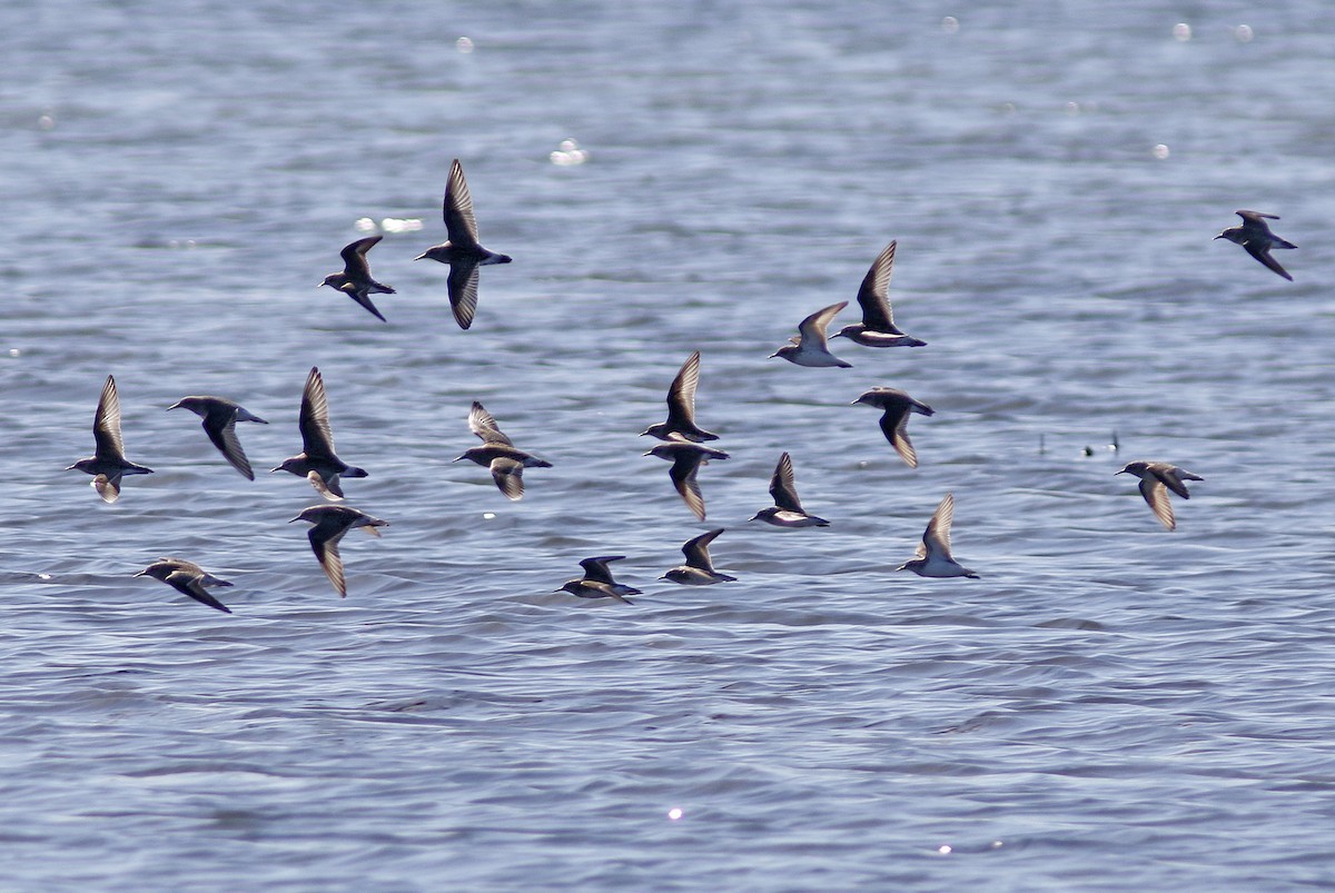 White-rumped Sandpiper - ML59621771