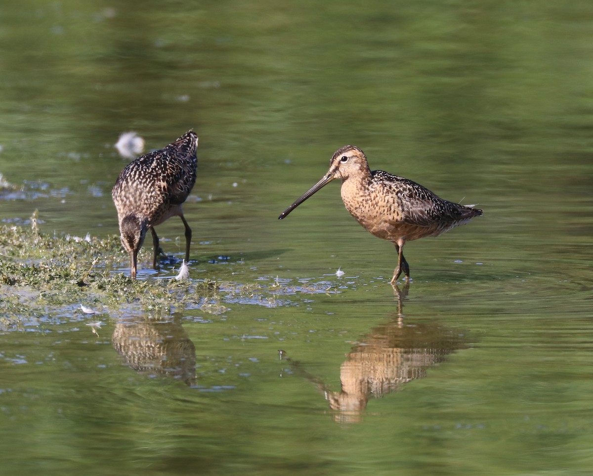 Long-billed Dowitcher - ML596218111