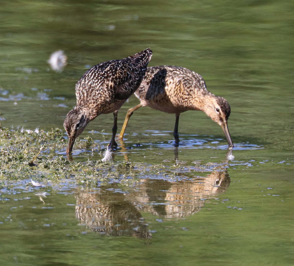 Long-billed Dowitcher - ML596218121