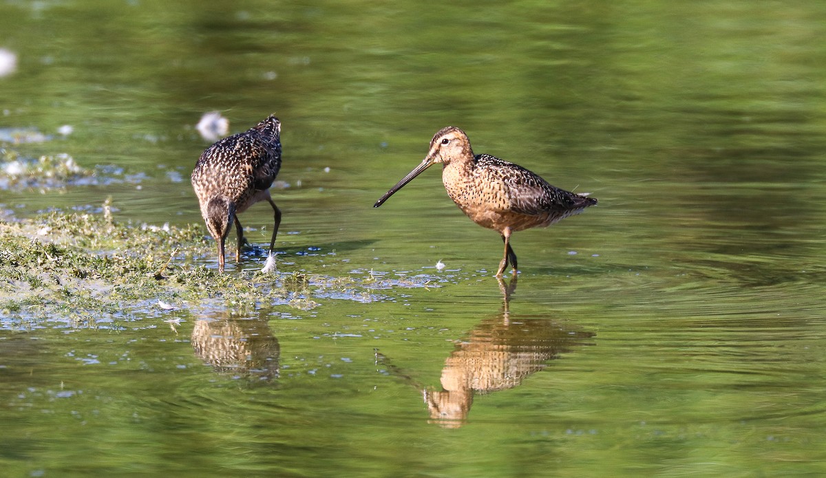Long-billed Dowitcher - ML596218131