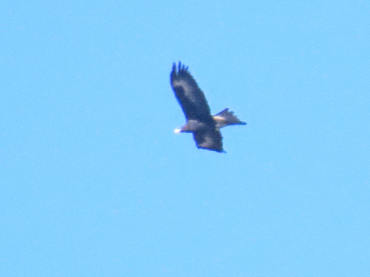 Wedge-tailed Eagle - ML596218171