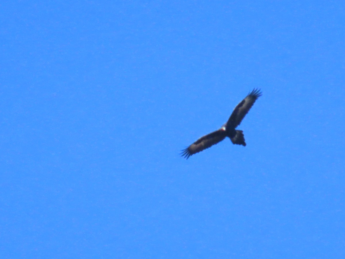 Wedge-tailed Eagle - ML596218201