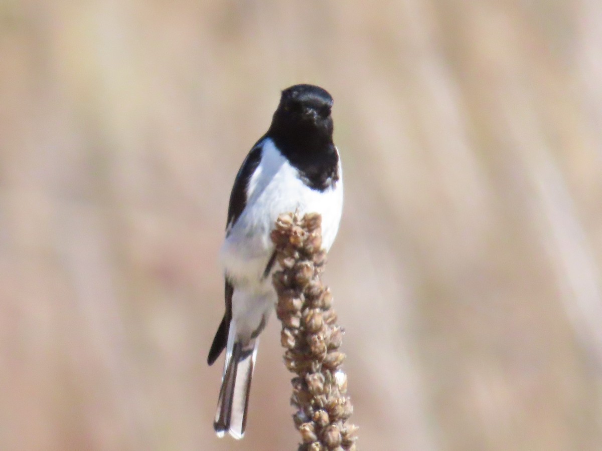 Hooded Robin - ML596218561