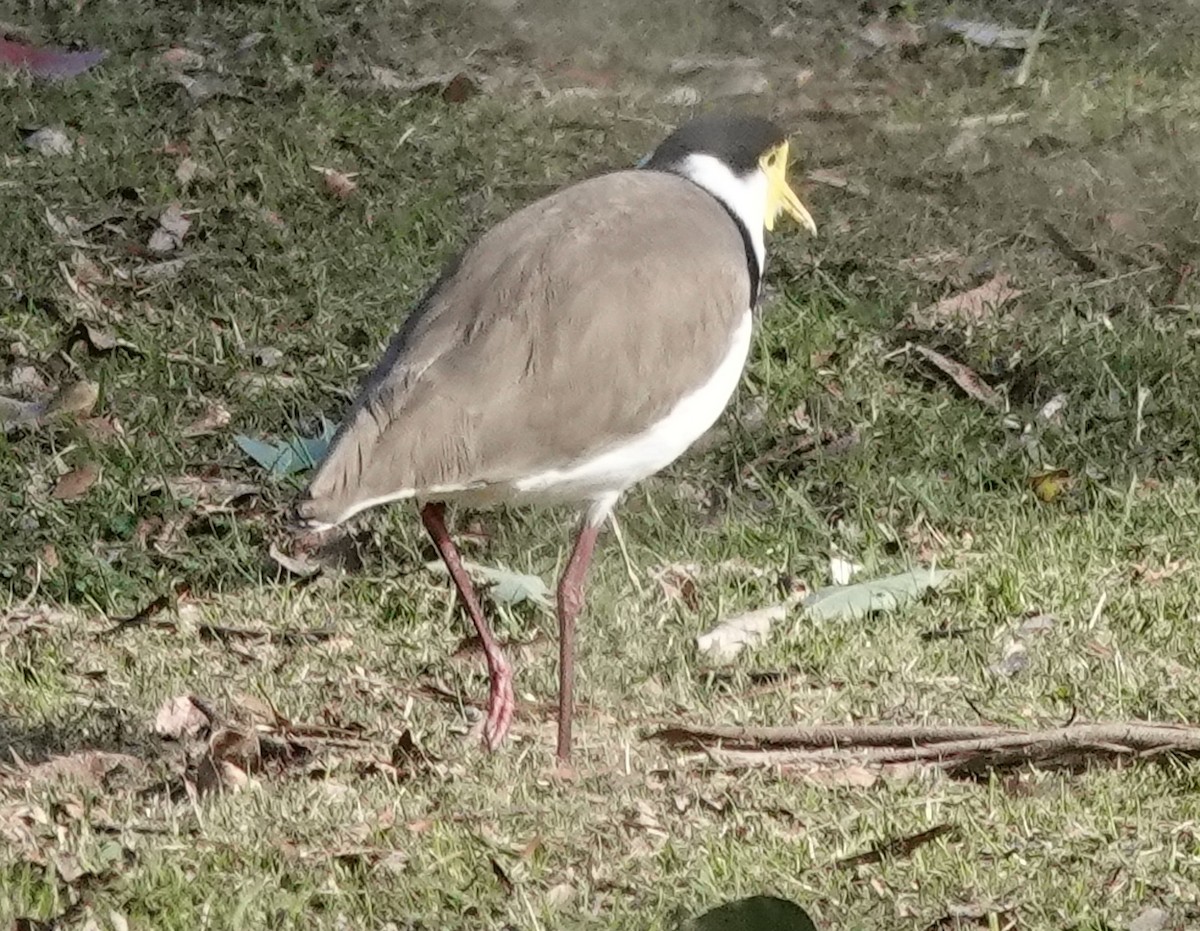 Masked Lapwing - ML596218841