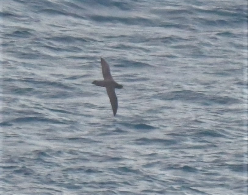 Northern Giant-Petrel - ML596219031