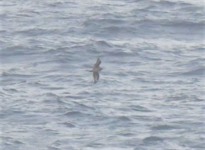 Brown Skua - ML596219081