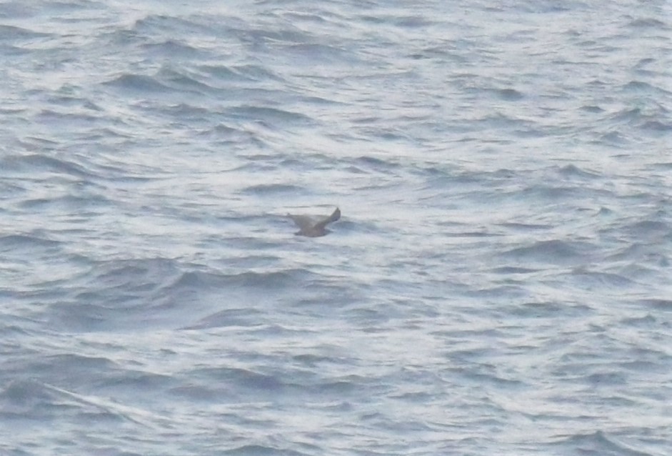 Brown Skua - ML596219091