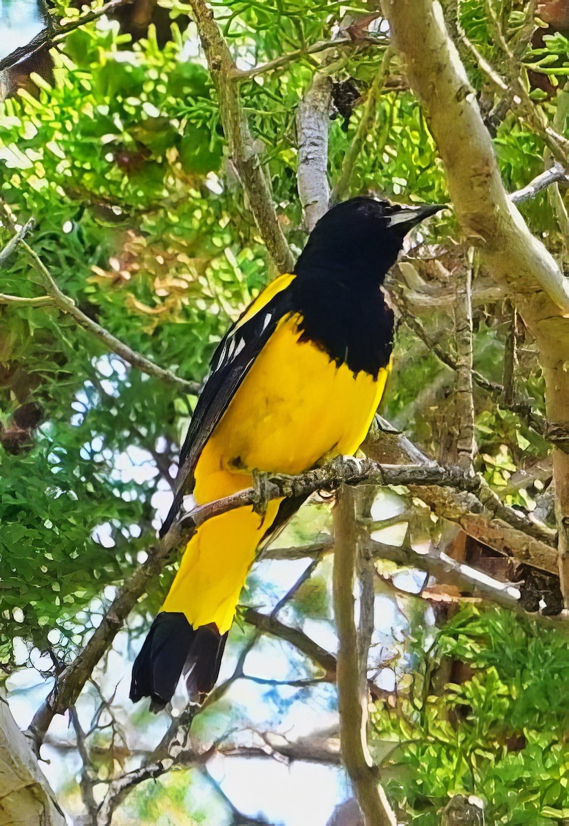 Oriole jaune-verdâtre - ML596219581