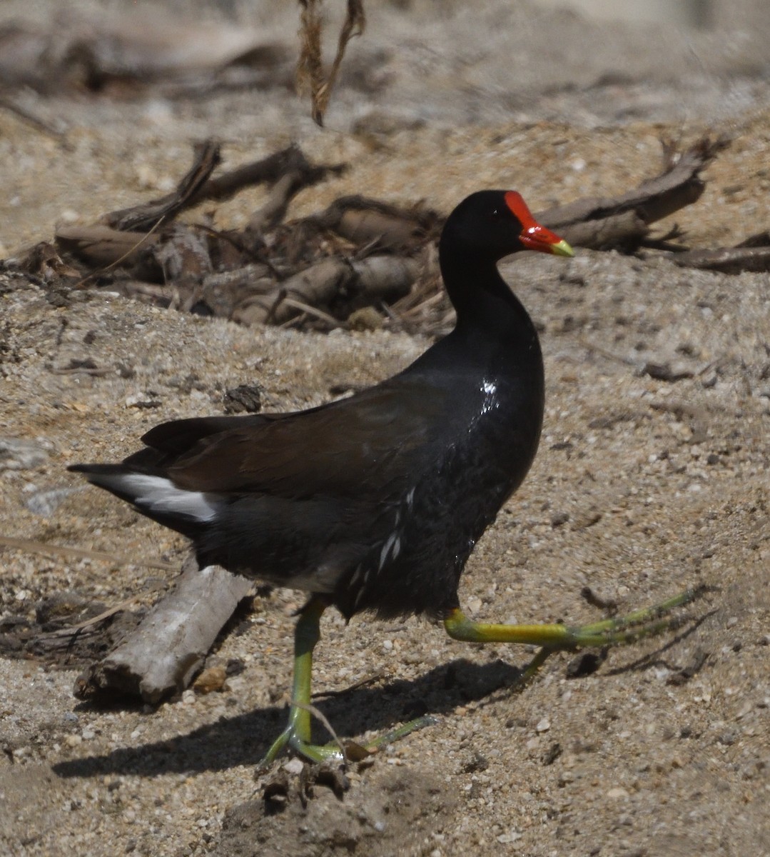 Common Gallinule - ML596219791