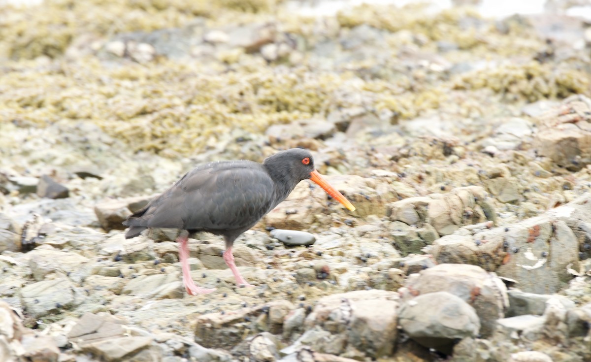Variable Oystercatcher - Kelly McDowell
