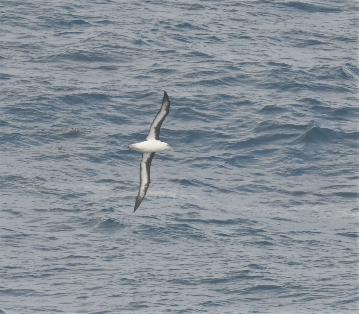 Black-browed Albatross - ML596220371