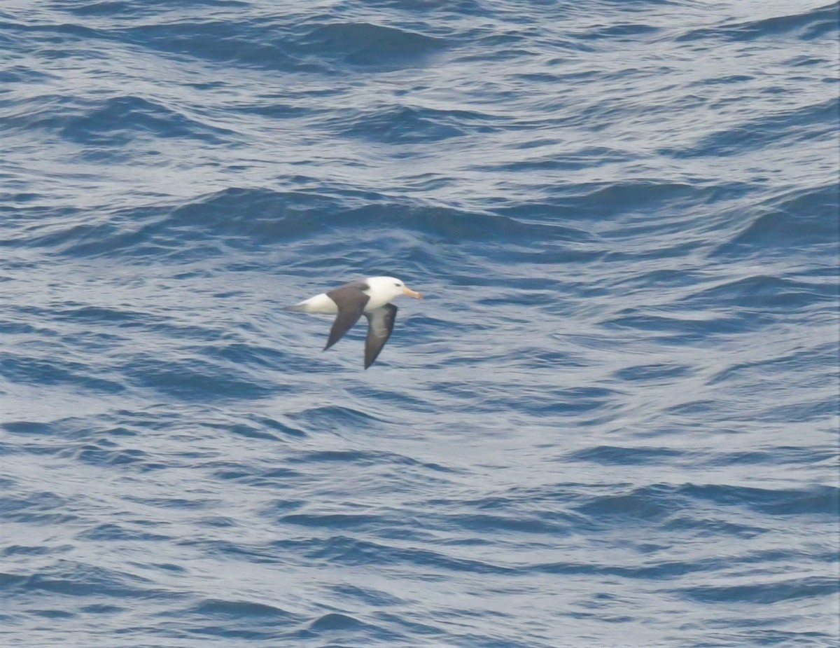 Black-browed Albatross - ML596220411