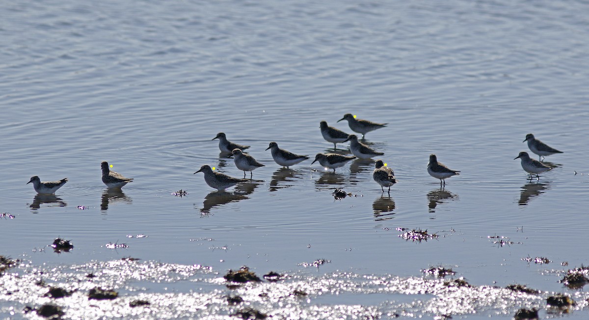 White-rumped Sandpiper - ML59622111