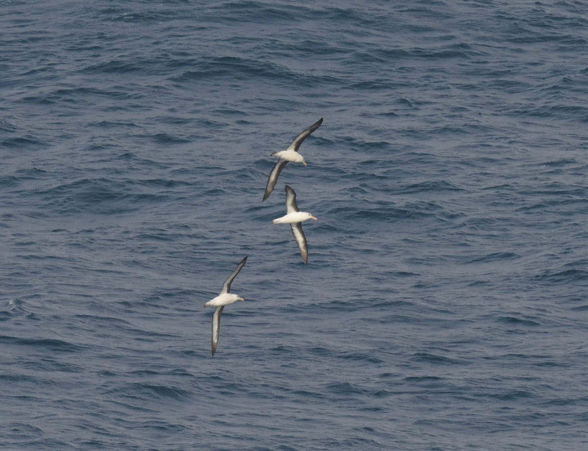 albatros černobrvý - ML596221141