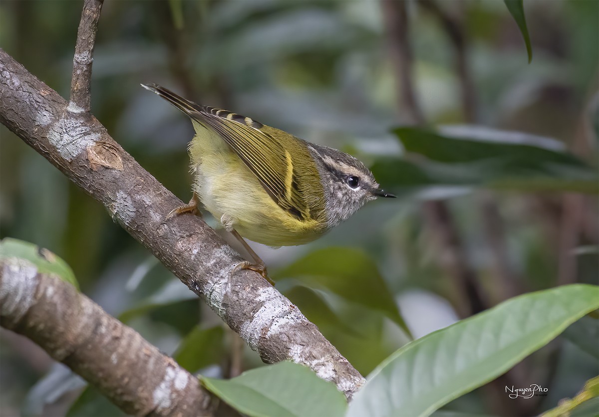 Ashy-throated Warbler - Nguyen Pho