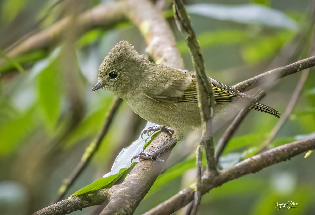 Yellow-browed Tit - Nguyen Pho