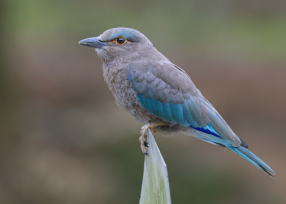 Indochinese Roller - Ayuwat Jearwattanakanok