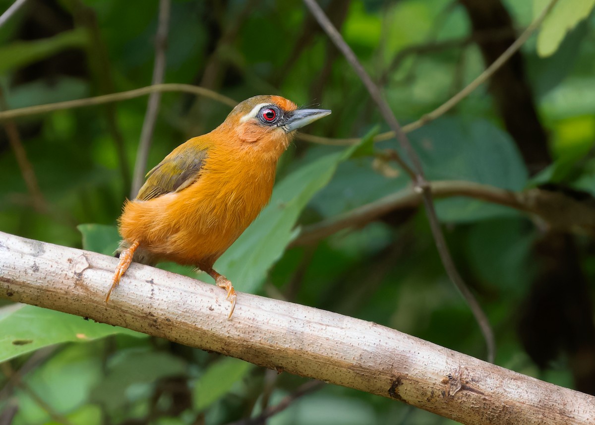 White-browed Piculet - Ayuwat Jearwattanakanok