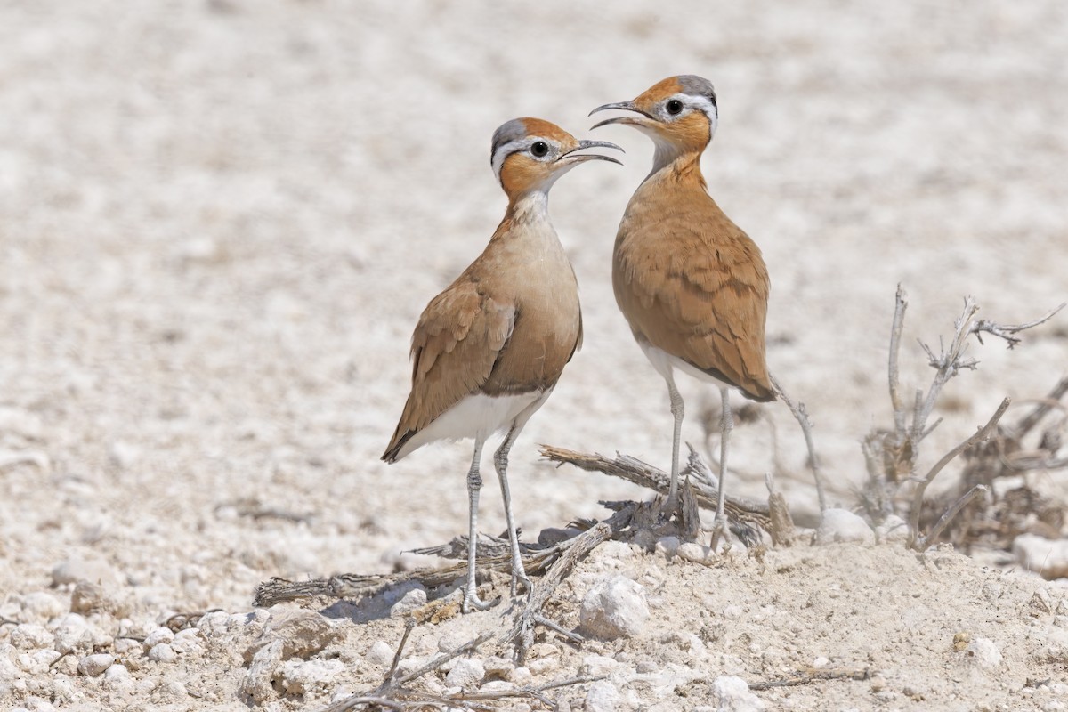 Burchell's Courser - Marco Valentini