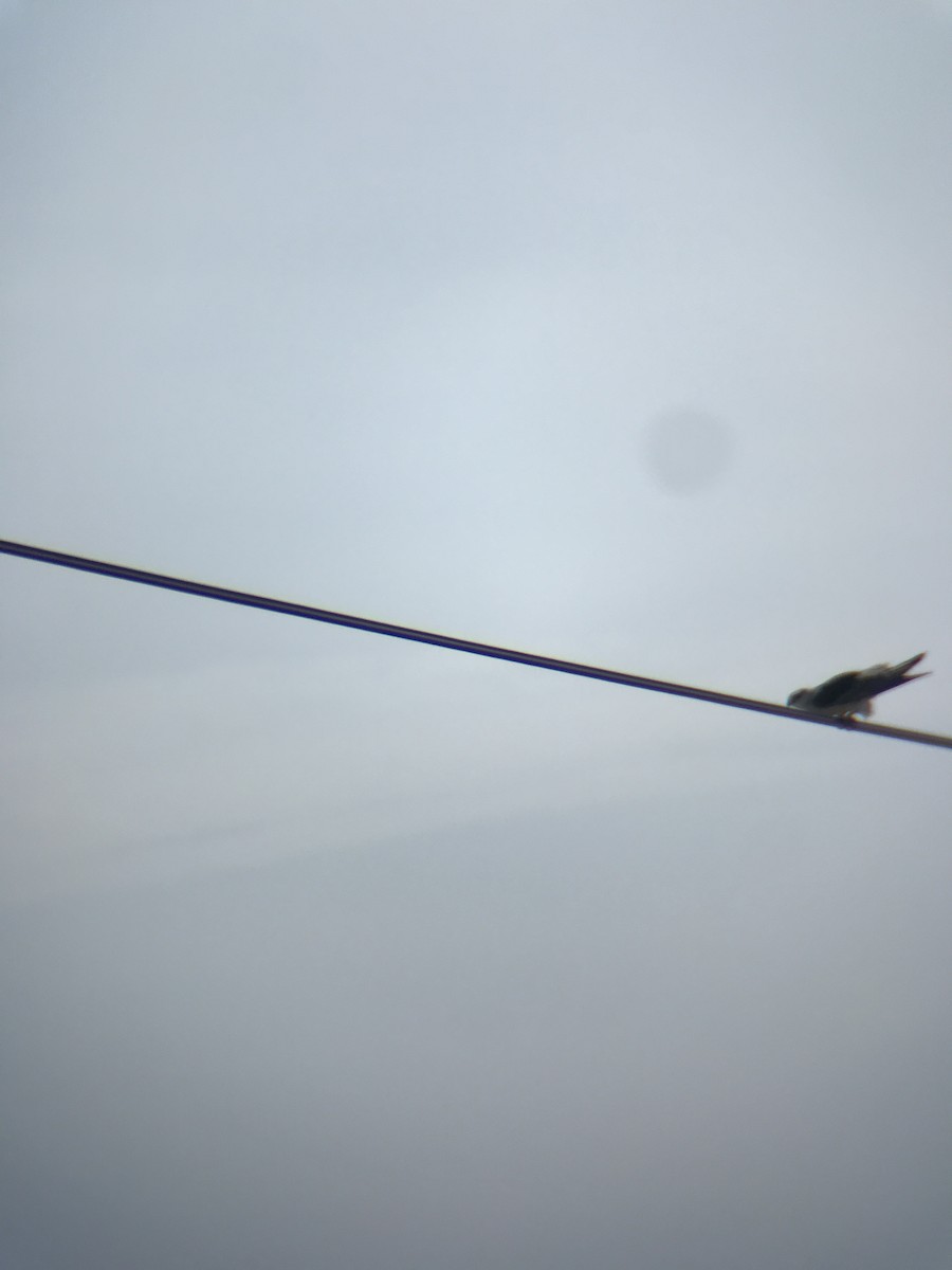 Black-winged Kite - Dr Chandula Suriyapperuma