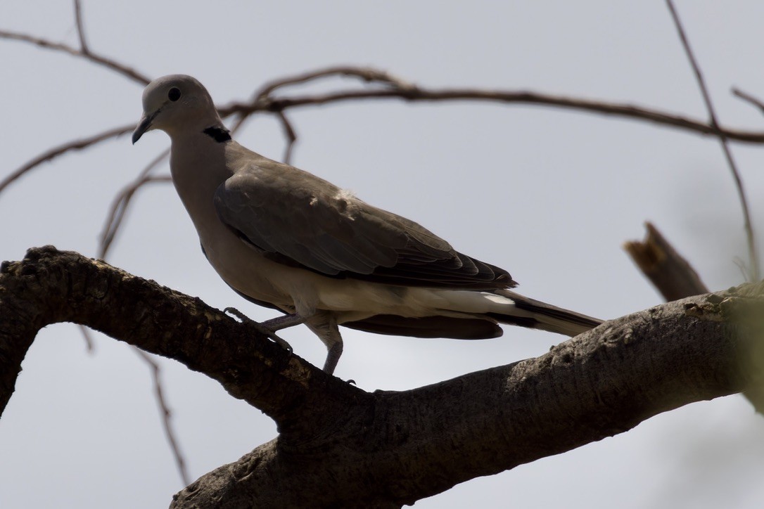 Ring-necked Dove - ML596223041