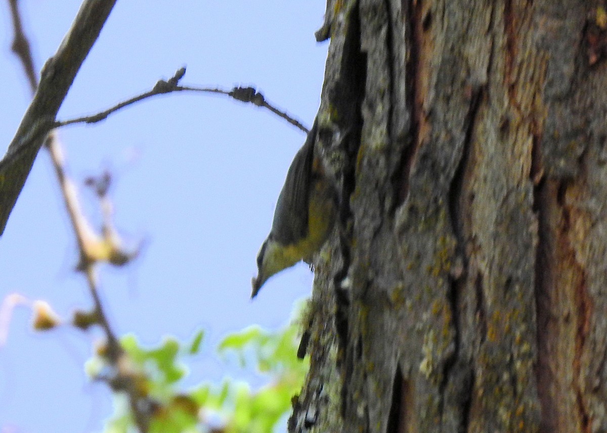 Red-breasted Nuthatch - ML596223191