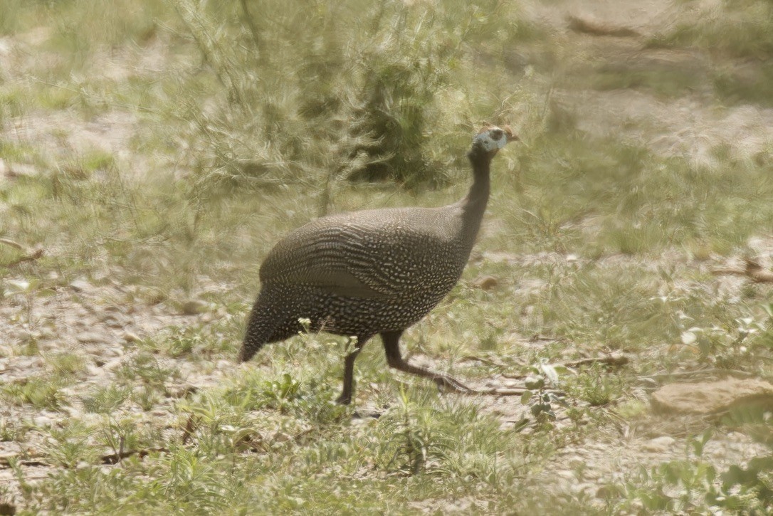 Helmeted Guineafowl - Ted Burkett