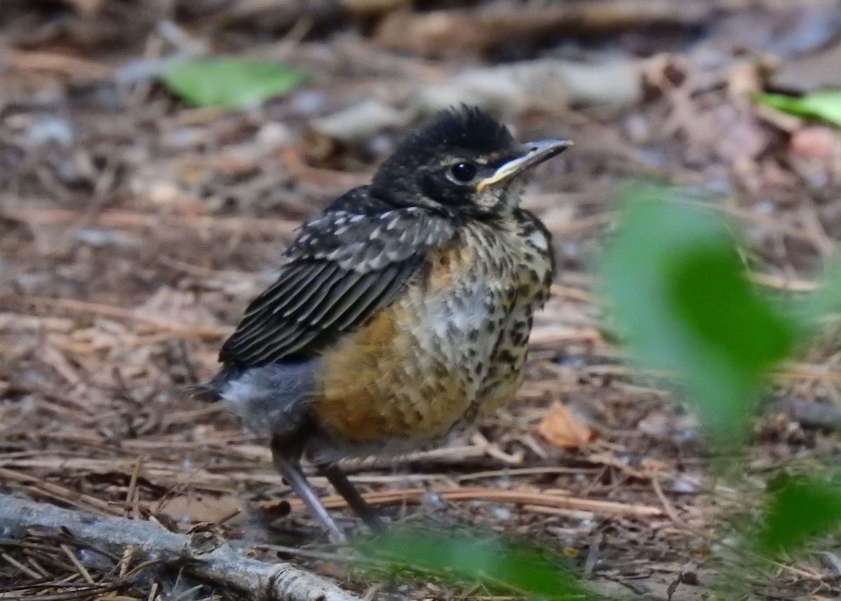 American Robin - ML596223511